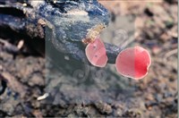 登錄號:F0007686藏品圖，第5張