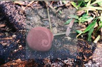 登錄號:F0007688藏品圖，第4張