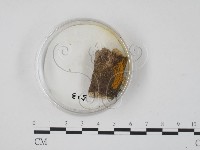 登錄號:F0007697藏品圖，第1張