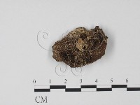 登錄號:F0007699藏品圖，第3張