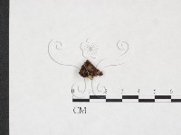 登錄號:F0007707藏品圖，第1張