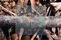 登錄號:F0007709藏品圖，第3張