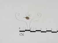 登錄號:F0007717藏品圖，第1張