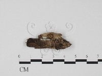 登錄號:F0007722藏品圖，第1張