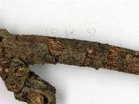 登錄號:F0007723藏品圖，第3張