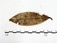 登錄號:F0007724藏品圖，第3張