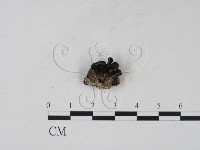 登錄號:F0007726藏品圖，第1張