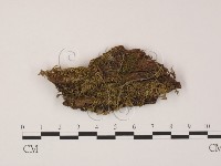 登錄號:F0007728藏品圖，第1張