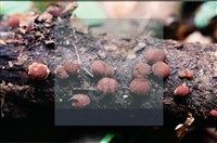 登錄號:F0007729藏品圖，第3張