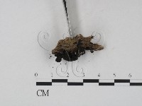 登錄號:F0007730藏品圖，第3張