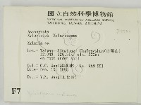 炭角菌屬藏品圖，第2張