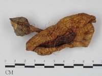 登錄號:F0007735藏品圖，第1張