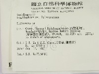 小孔菌屬藏品圖，第2張