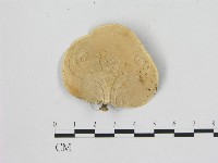 小孔菌屬藏品圖，第3張