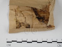 登錄號:F0007738藏品圖，第1張