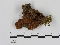 刺革菌屬藏品圖，第1張