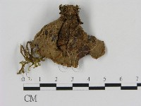 刺革菌屬藏品圖，第3張