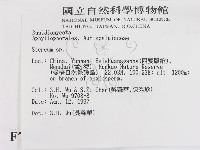 韌革菌屬藏品圖，第2張