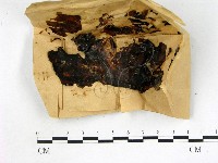 登錄號:F0007741藏品圖，第1張