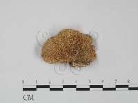 登錄號:F0007742藏品圖，第1張