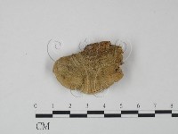 登錄號:F0007742藏品圖，第3張