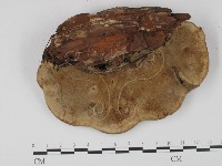 靈芝屬藏品圖，第3張