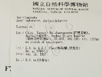 韌革菌屬藏品圖，第2張