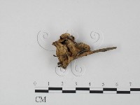 韌革菌屬藏品圖，第3張