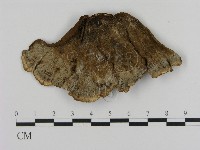 登錄號:F0007748藏品圖，第3張