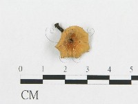 多孔菌屬藏品圖，第3張