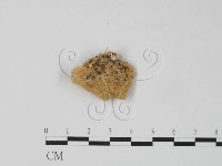 栓菌屬藏品圖，第3張