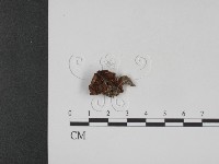 登錄號:F0007752藏品圖，第1張