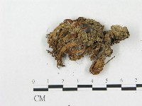 登錄號:F0007754藏品圖，第3張