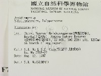 小孔菌屬藏品圖，第2張