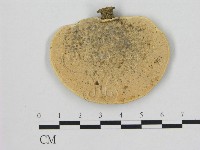 小孔菌屬藏品圖，第3張