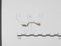 登錄號:F0007761藏品圖，第1張