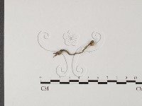 登錄號:F0007761藏品圖，第3張