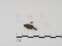 登錄號:F0007763藏品圖，第1張