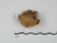 登錄號:F0007769藏品圖，第1張