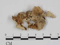 附毛菌屬藏品圖，第3張