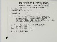 銀耳屬藏品圖，第2張