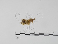 銀耳屬藏品圖，第3張