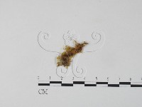 銀耳屬藏品圖，第4張