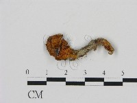 齒菌屬藏品圖，第3張