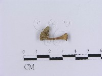 登錄號:F0007777藏品圖，第1張