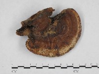 登錄號:F0007779藏品圖，第1張