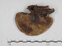 登錄號:F0007779藏品圖，第3張