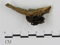 登錄號:F0007780藏品圖，第3張