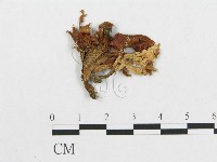 登錄號:F0007781藏品圖，第1張