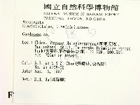 蟲草屬藏品圖，第2張